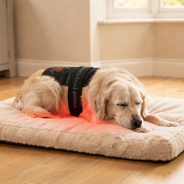 bodybud PetGlow Red & NIR Light Pad Set – Dogs