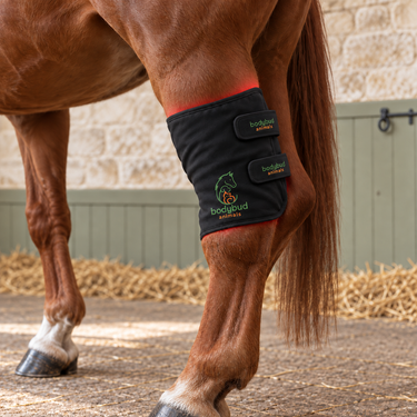 bodybud PetGlow Red & NIR Light Pad Set – Horses