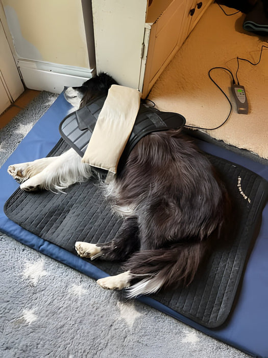 OMI™ PEMF Front Leg Wrap for Horses | OMI | bodybud UK