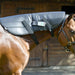 OMI PEMF Horse Package | bodybud UK